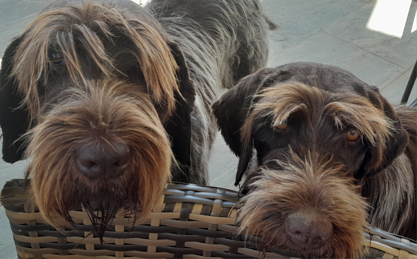 Chiots a venir
