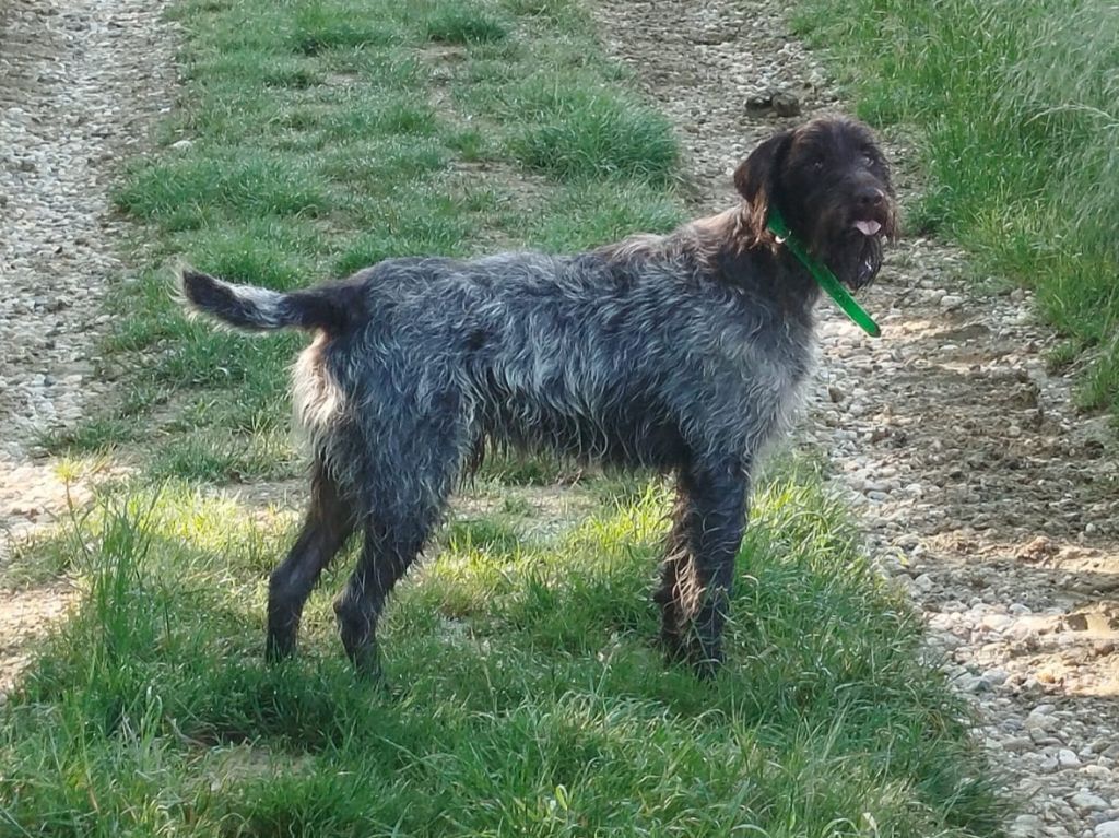 Des Jardins De Charolle - ARRIVEE DE CORALICIA URGO