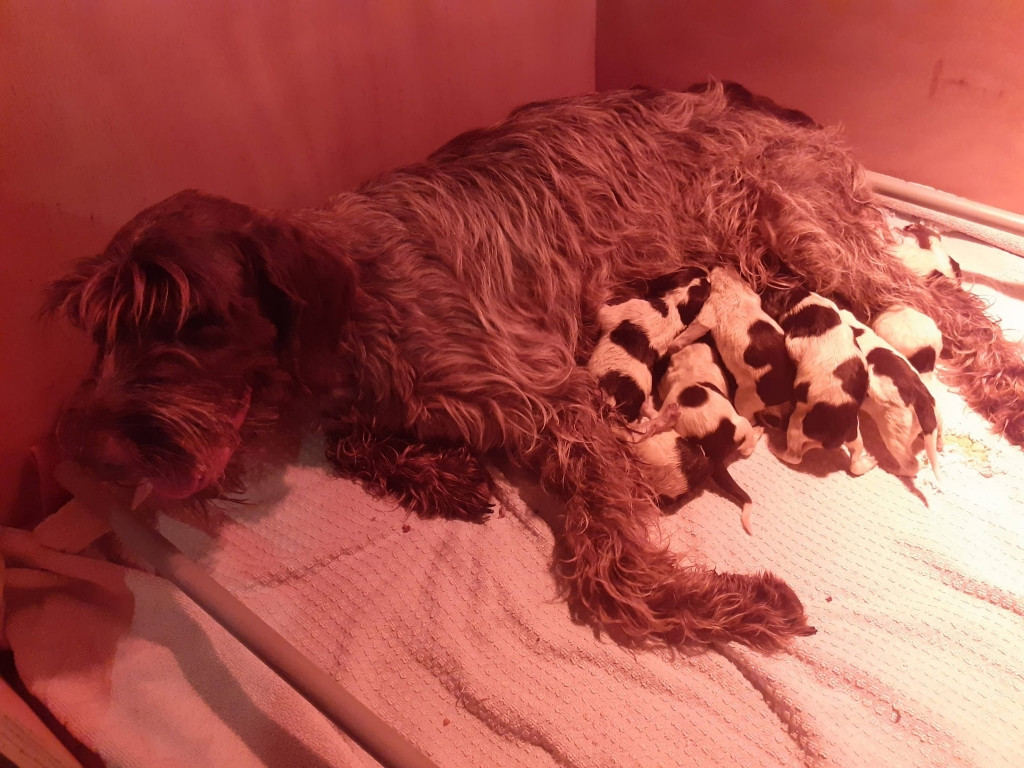 CHIOTS DE L'ELEVAGE