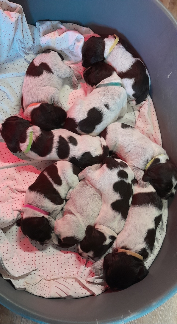 Chiot Griffon d'arrêt à poil dur Korthals Des Jardins De Charolle