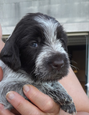 Chiot N°4
