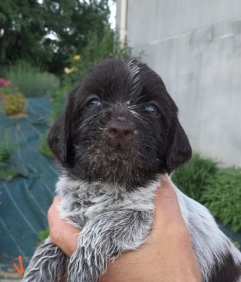 Chiot N°3
